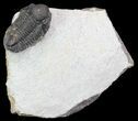 Bargain, Gerastos Trilobite Fossil - Morocco #68640-1